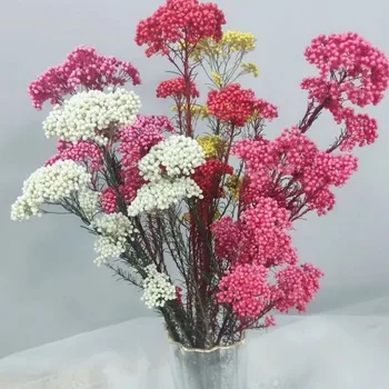 50g Prírodného Proso Ovocie Sušené kvety Umelé Kvety, Záhradné Dekorácie Vonkajšie Vianočné Ozdoby 2023 Svadobné Dodávky P